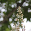 南天の花６