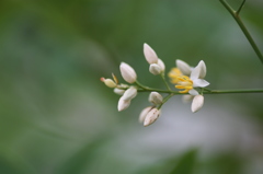 南天の花４