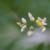 南天の花４