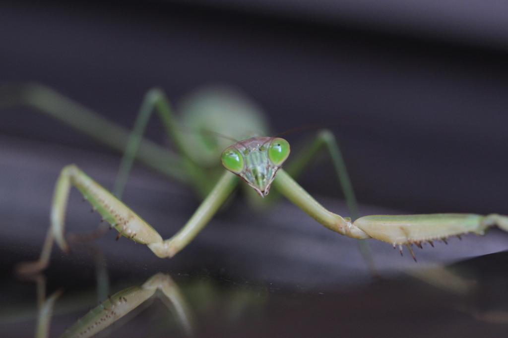カマキリさん