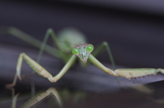 カマキリさん