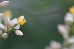 南天の花２