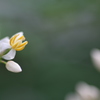 南天の花２