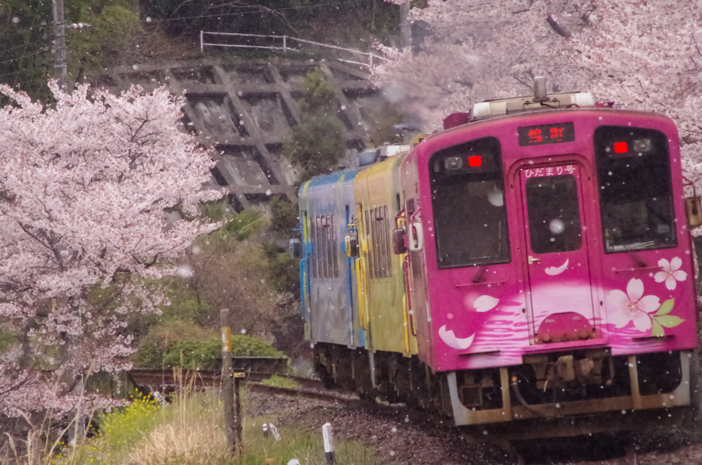 サクラ吹雪おまけに暴風雨(TOT)
