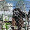 常盤公園　テナガザル