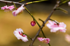 一蕾