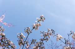 SAKURA 2015