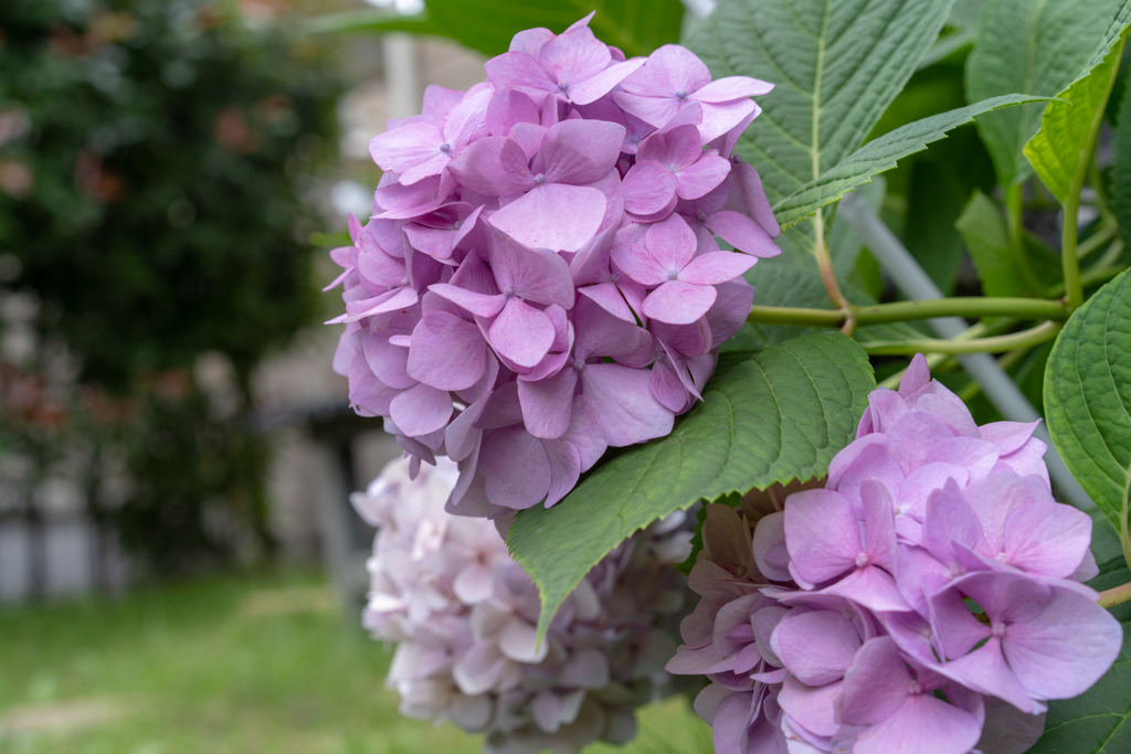紫陽花2018