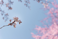 SAKURA 2015