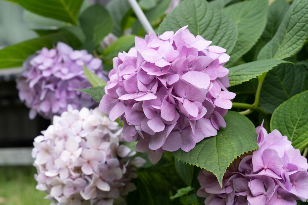 紫陽花2018