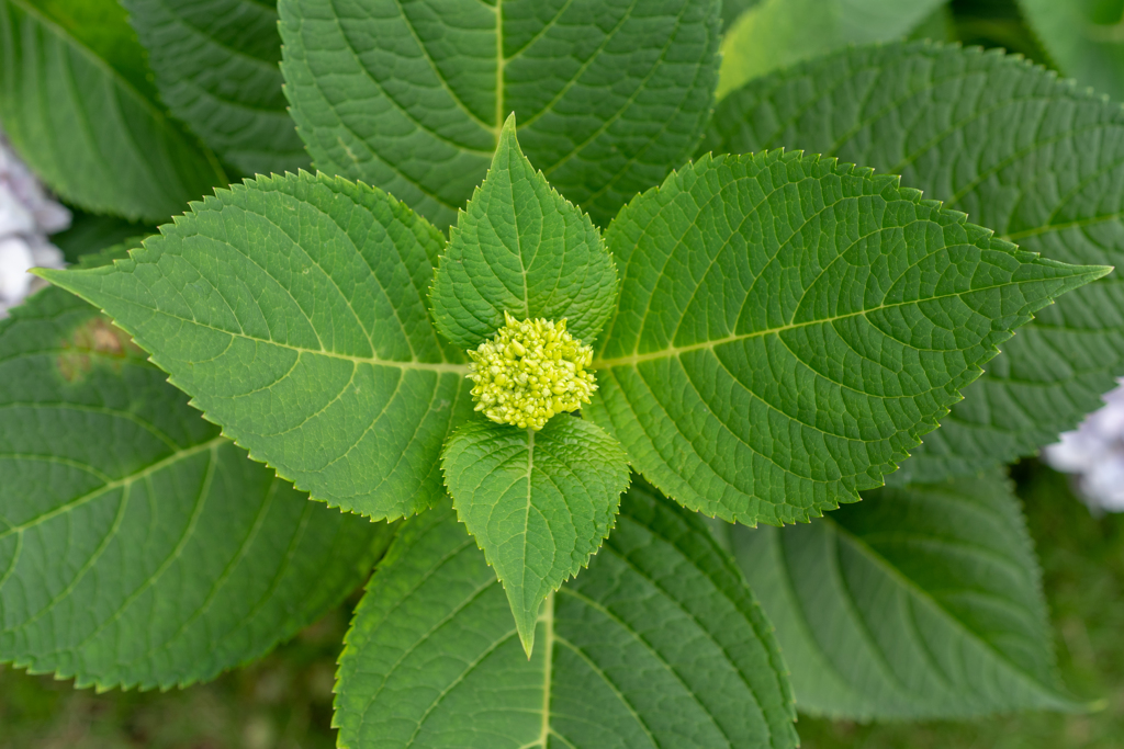 紫陽花2018