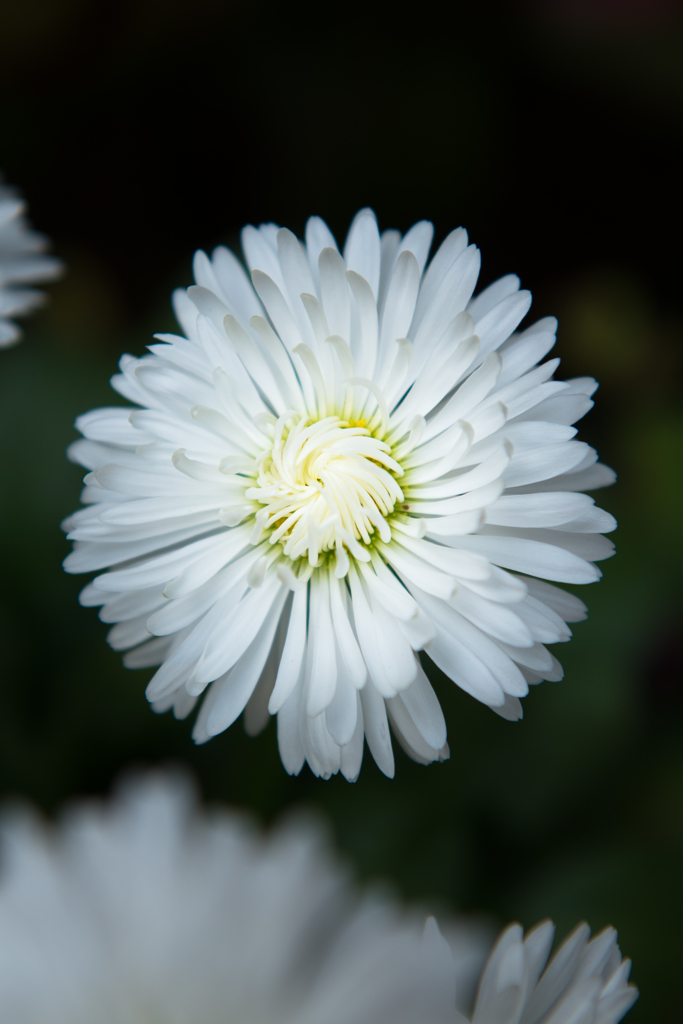 若き白花