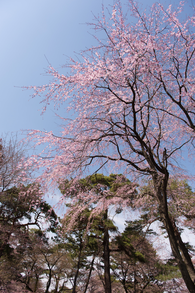 SAKURA 2015