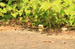 何、思ふ