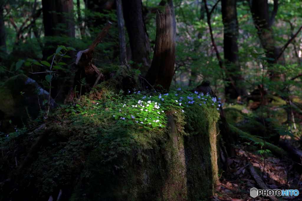 スポットライト