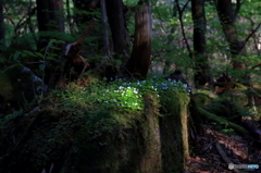 スポットライト