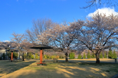 満開迄持った (1)