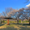 満開迄持った (1)