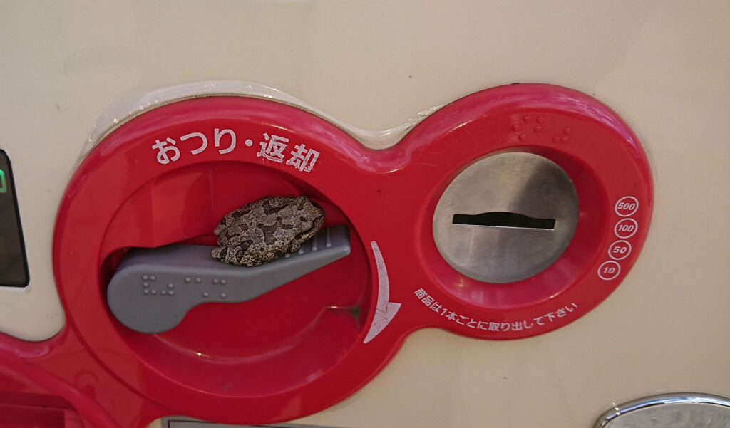 カエルだって命を守る行動します