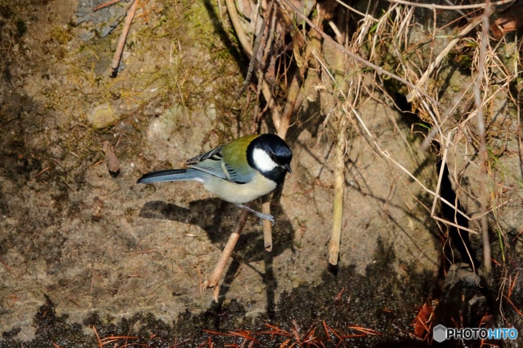 私がシジュウカラ