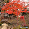 元善光寺　紅葉　