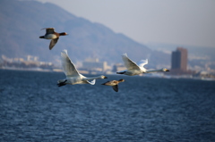 カモと共に去りぬ