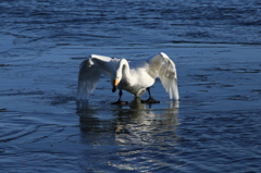 秘技　白鳥の湖　4/4