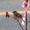 ひしぶり～
