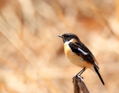 私は帰ってきた