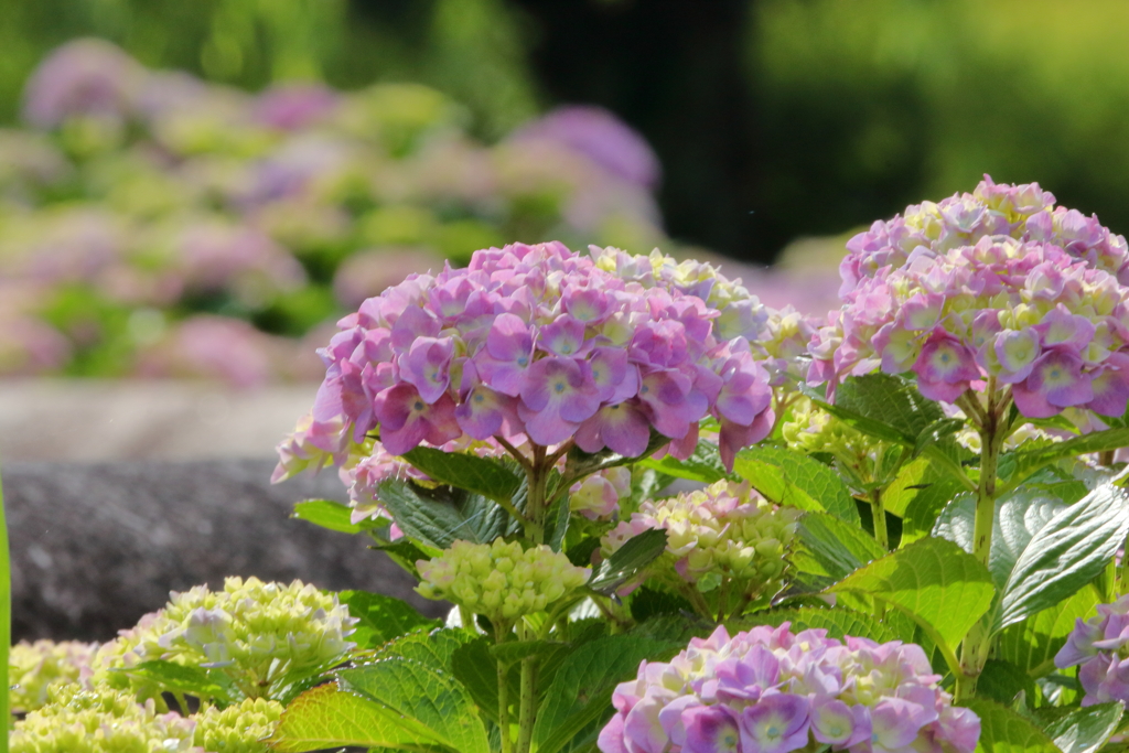 散歩道の花 (1)