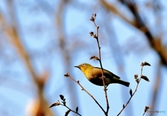 桜以外で初メジロ