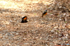キビタキ版格闘（証拠写真で (1)