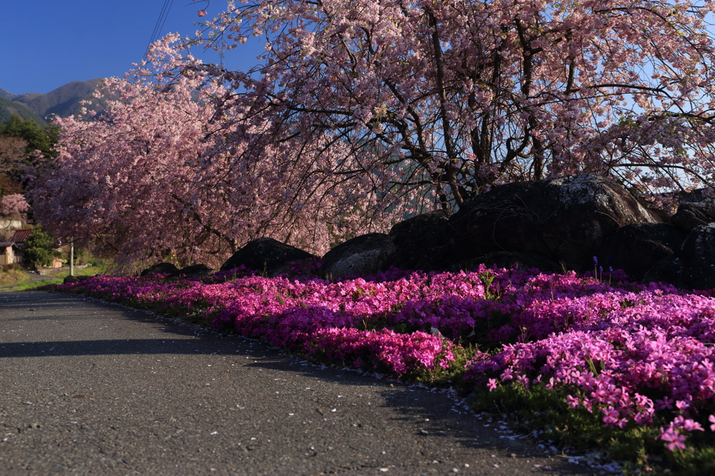 枝垂れと芝桜