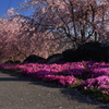 枝垂れと芝桜