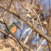 幸せを運ぶ青い色が入った鳥