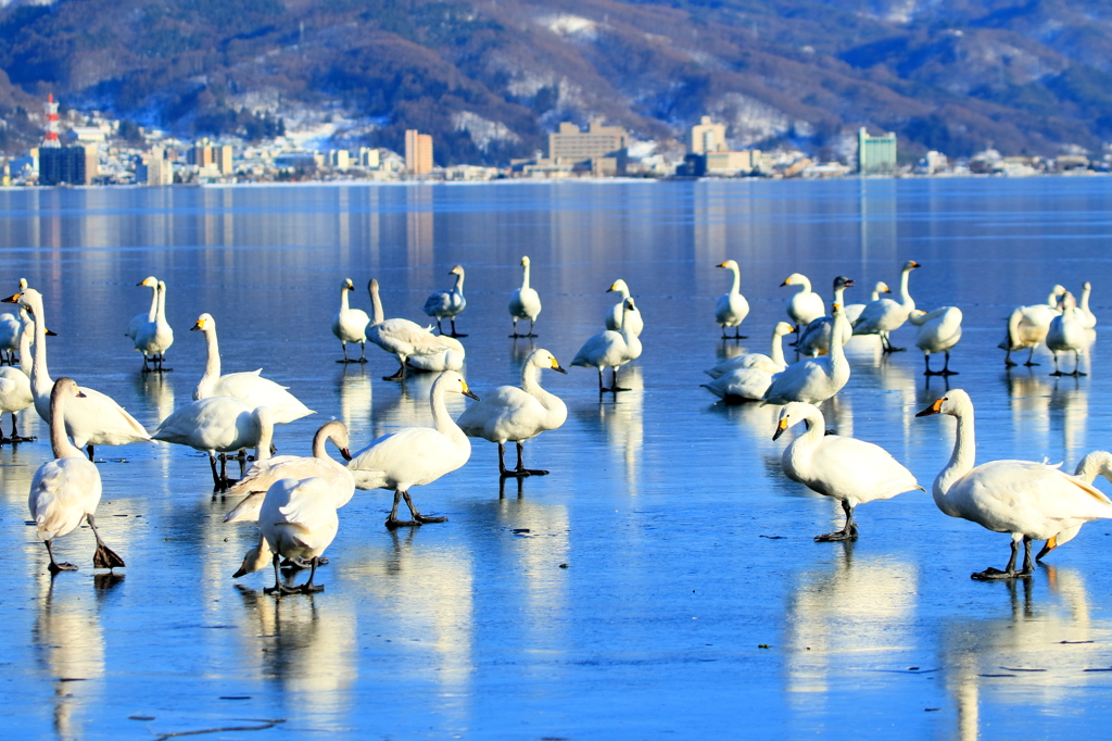 氷上の諏訪湖に90羽が飛来