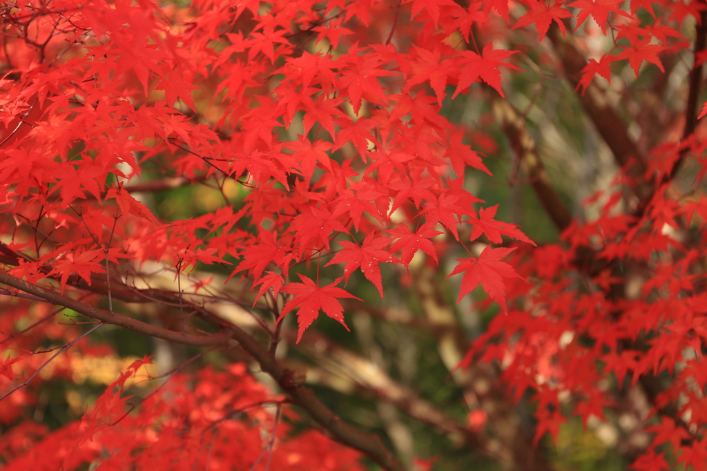 紅楓　2
