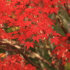 紅楓　2