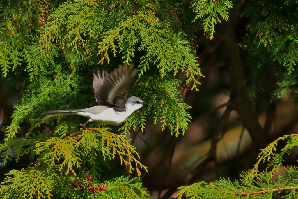 初めまして　サンショウクイ♀