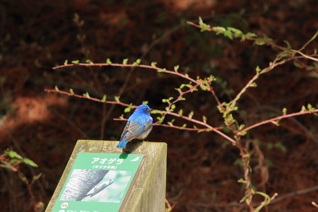 あの～そこはアオゲラ君の場所ですが