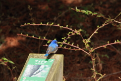あの～そこはアオゲラ君の場所ですが