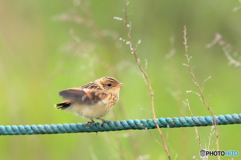 ノビタキ 幼鳥 By クリフ Id 写真共有サイト Photohito