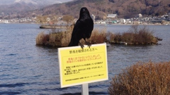 まもりましょう