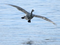 着水準備　　トリミング編