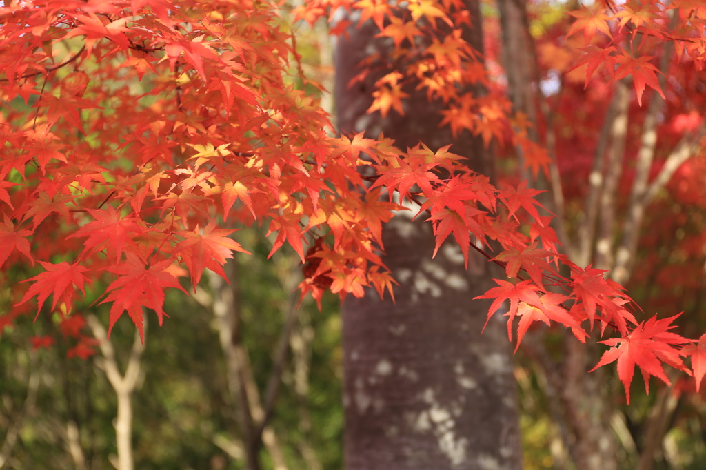 日本の紅は美しい