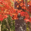 日本の紅は美しい