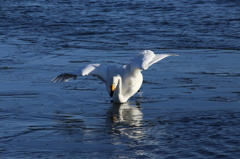 秘技　白鳥の湖　3/4
