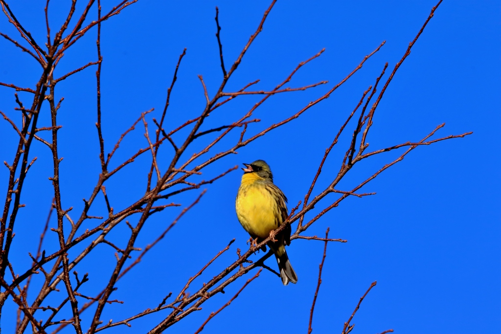 太陽にほえろ！