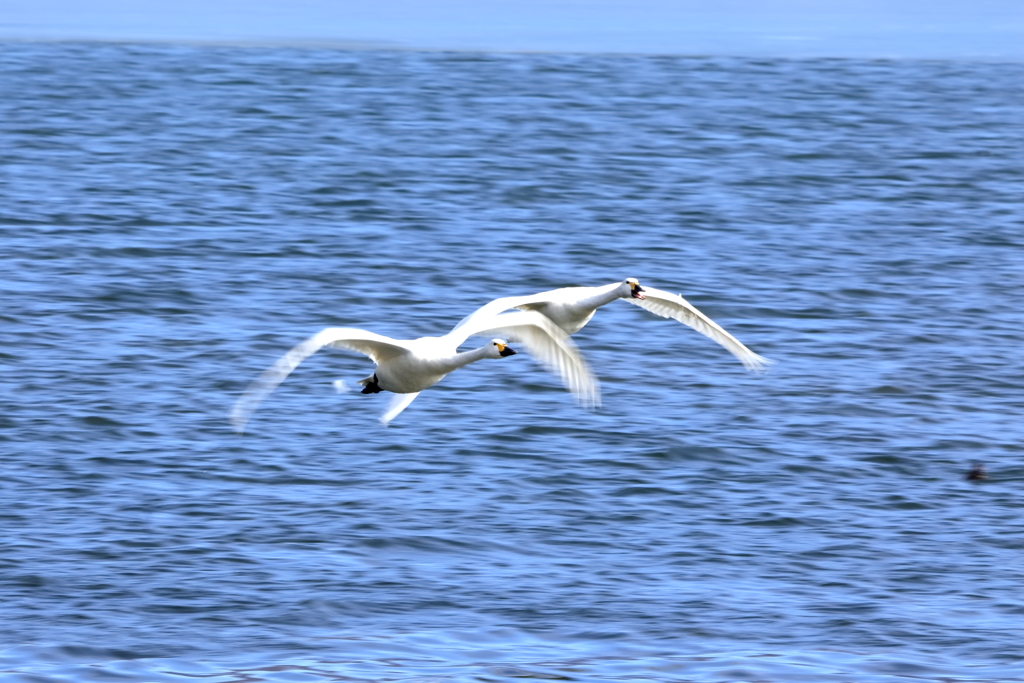 また白鳥　(贅沢な日曜　お昼）