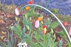 次に咲く花は？